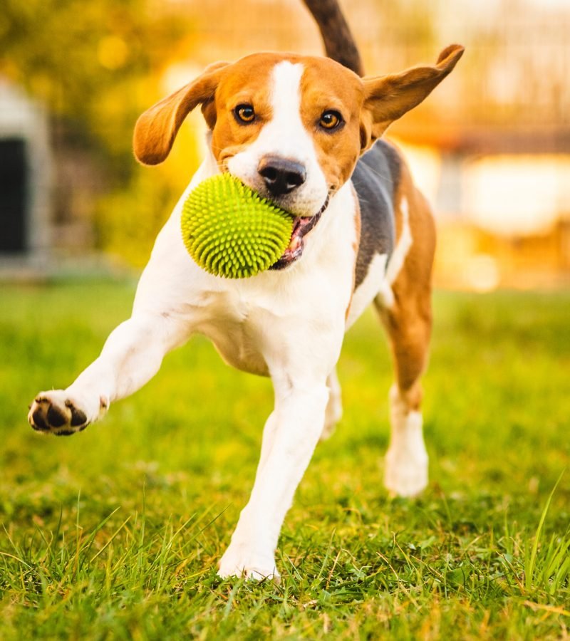 Beagle dog runs in garden towards the camera with green ball. Sunny day dog fetching a toy. Copy space.