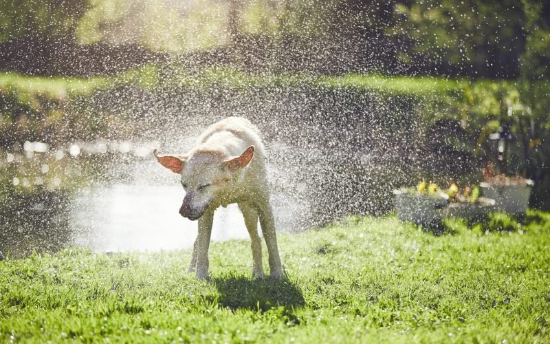 Springtime with dog. Labrador retriver shaking off the water after swimming in the lake during sunset.