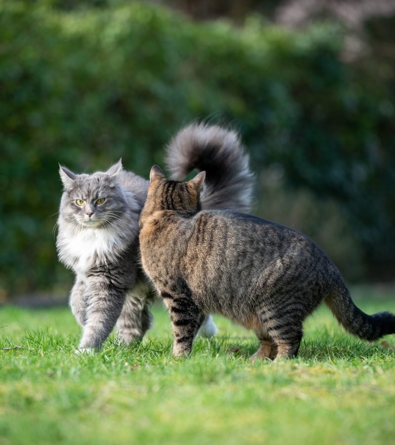 two different cats meeting in the back yard side by side